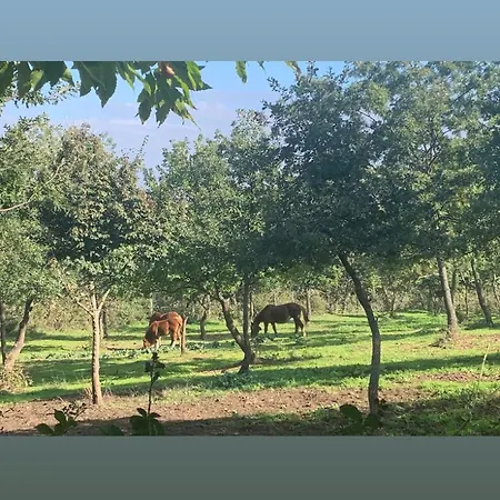 Al Castello Holiday home